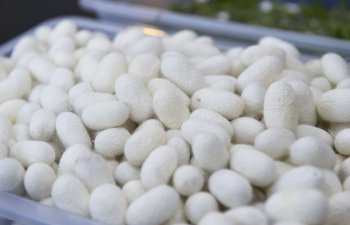 Kümçülər 1455 kiloqram barama təhvil verdi