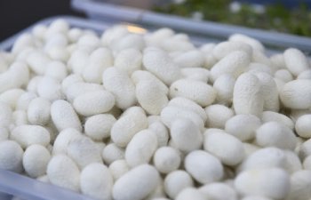Azərbaycanda 40 rayonda yaş barama tədarükü davam edir