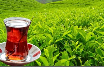 Azərbaycanda çay istehsalı azalıb