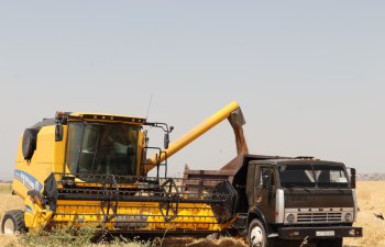 Naxçıvanda fermerlərə taxıl əkinləri üçün 3,7 milyon manatdan çox subsidiya verilib