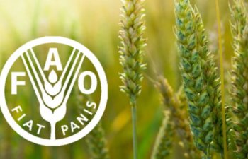 FAO: Avqustda Dünya Ərzaq Qiymətləri Sabit Qaldı – Ət və Şəkər Bahalaşdı, Taxıl Ucuzlaşdı
