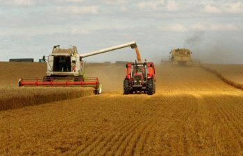 FAO: 2025/26 Mövsümündə Dünya Taxıl İstehsalı Rekord Səviyyəyə Çatacaq