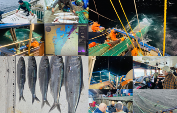 Xəzər dənizində və daxili sularda balıq ehtiyatlarının qiymətləndirilməsi üzrə ekspedisiya yekunlaşıb