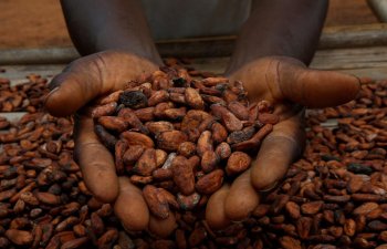 Kakao qiymətləri 3,2% ucuzlaşdı