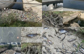 Abşeron suvarma kanalında baş vermiş balıq tələfatı ilə bağlı monitorinqlər aparılır