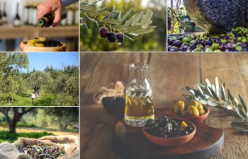 Türkiyədə zeytun və zeytun yağı mövsümü turistləri cəlb edir