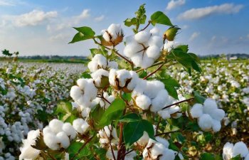 Azərbaycanda pambıq mahlıcı istehsalı artıb