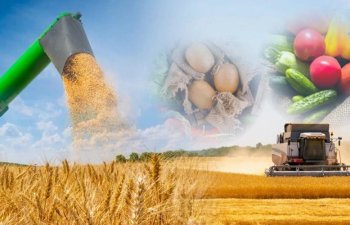 Azərbaycan kənd təsərrüfatının ümumi məhsulu 12,53 milyard manat olub