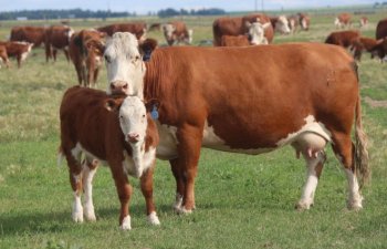 Naxçıvanda fermerlərə 610 min manatdan çox heyvandarlıq subsidiyası ödənilib