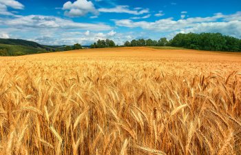 2025/26 mövsümündə rekord taxıl məhsulu gözlənilir