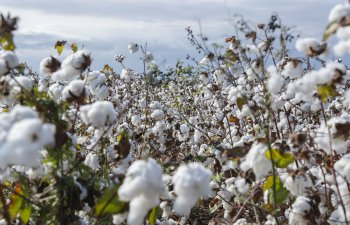 Azərbaycanda pambıq yığımında rekord göstəricilər əldə olunur
