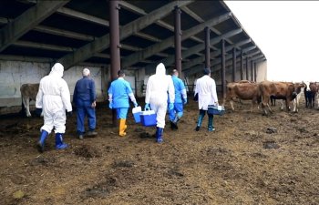 Bölgələrdə SAT-1 serotipinə qarşı peyvəndləmə davam edir