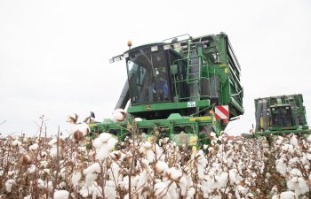 2026-cı il üçün pambıq subsidiyalarında artım