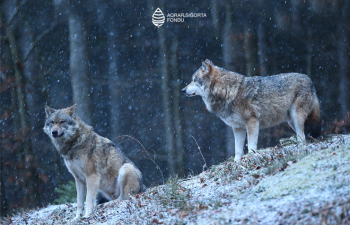Aqrar Sığorta Fondu təsərrüfatlara vəhşi heyvan hücumları ilə bağlı fermerlərə çağırış edib