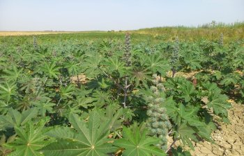 Kənd Təsərrüfatı Nazirliyi ENI və SOCAR-la birgə yağlı bitkilər üzrə layihəyə start verib