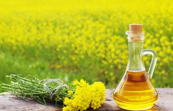 Çin Rusiya Raps Yağı İxracının 88%-ni Alıb