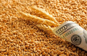 Rusiya buğda liderliyini qoruyur