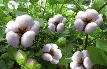 Hindistan hökumətinin qərarı pambıq qiymətlərinə təsir edə bilər