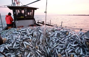 2026-cı ildə balıq və digər su bioresurslarının ovu üçün kvotalar təsdiqləndi