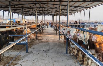 &ldquo;Ağcabədidə yenilənmiş heyvan satışı bazarı istifadəyə verildi&rdquo;