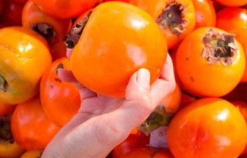 Azərbaycandan xurma ixracı 2025-ci ildə rekord səviyyəyə çatıb