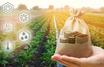 Azərbaycan banklarının kənd təsərrüfatı üzrə biznes kredit portfeli böyüyüb