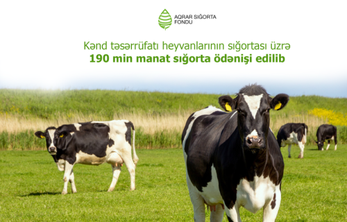 Kənd təsərrüfatı heyvanlarının sığortası üzrə 190 min manat sığorta ödənişi edilib