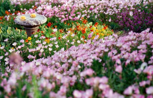 TENDER: Gül və əklillərin satınalınması