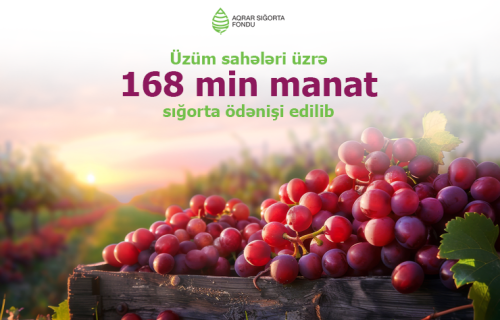 Aqrar Sığorta Fondu üzüm sahələri üzrə 168 min manat sığorta ödənişi edib