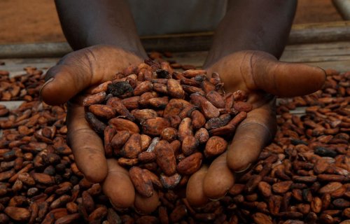 Kakao qiymətləri 3,2% ucuzlaşdı