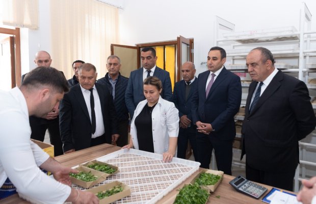 Azərbaycanda 2025-ci il barama istehsalı mövsümünə start verilib
