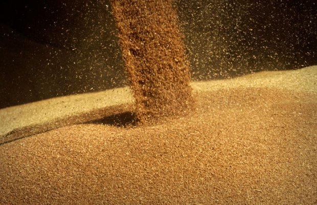 Mayın 21-dən buğda ixracı rüsumu 11,7% azalacaq