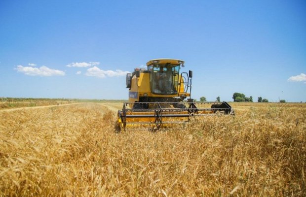 Azərbaycanda taxıl biçini davam edir, sahələrin 30%-i yığılıb