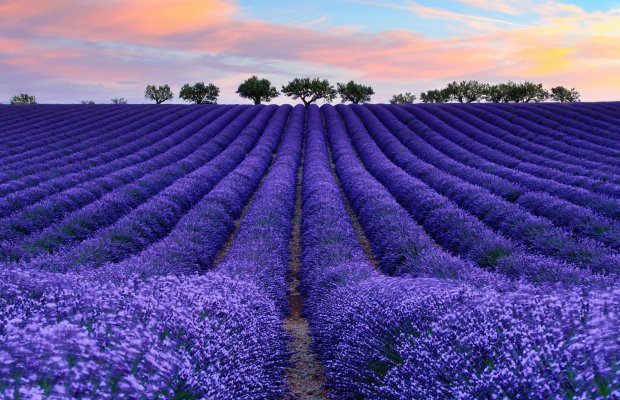 Qəbələdə lavanda tarlaları və Nohurgöl gəzintisi ilə dolu bir günlük yay turu