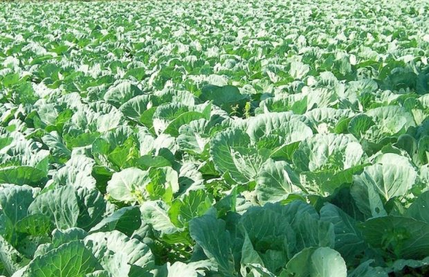 1 hektarı cəmi 114 manata: Kələm sahələrinin sığortası davam edir – ŞƏRTLƏR, MƏBLƏĞLƏR