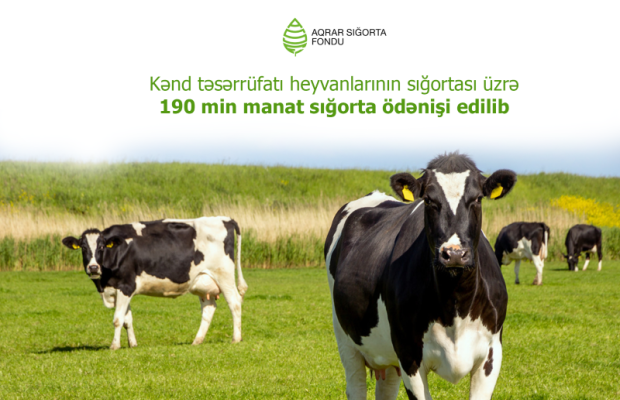 Kənd təsərrüfatı heyvanlarının sığortası üzrə 190 min manat sığorta ödənişi edilib