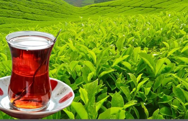 Azərbaycanda çay istehsalı azalıb