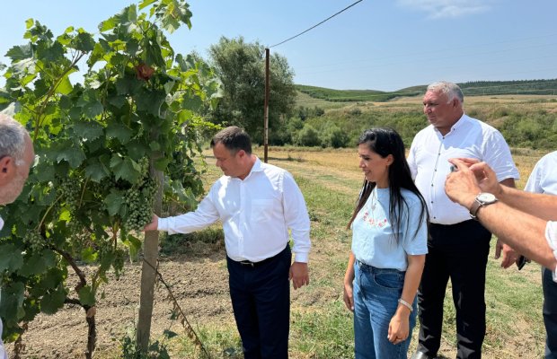 Şamaxıda quraqlığa davamlı Moldova üzüm sortları əkilib