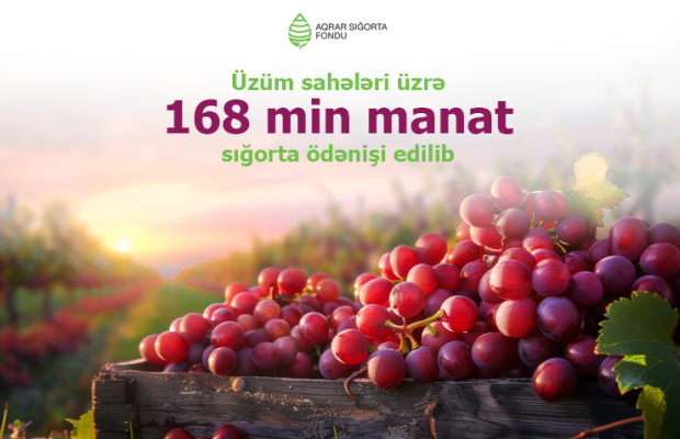 Aqrar Sığorta Fondu üzüm sahələri üzrə 168 min manat sığorta ödənişi edib