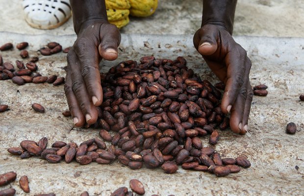 Afrikada bol məhsul gözləntiləri səbəbindən kakao paxlasının qiyməti düşüb.